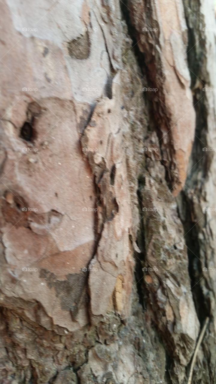 tree bark