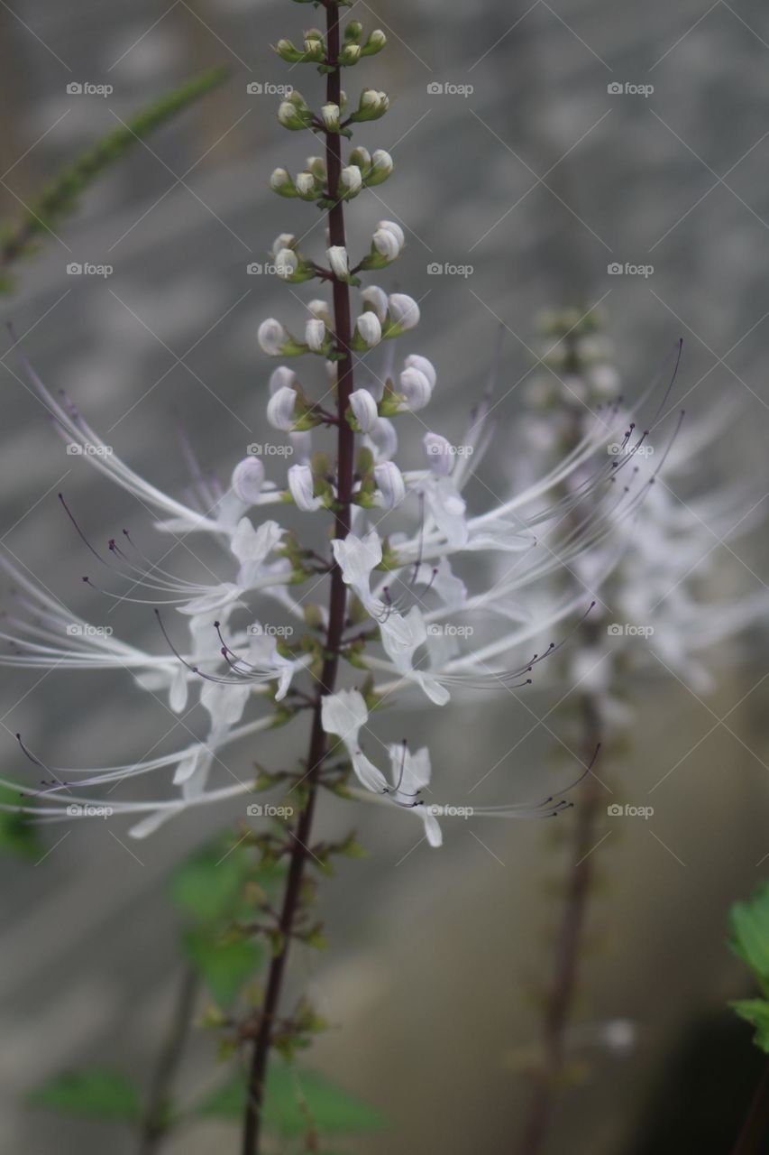 Kumis Kucing Flowers