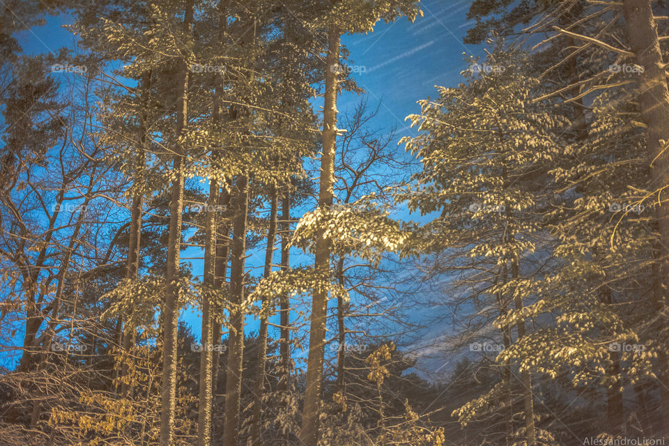 Magical forest under the snow 