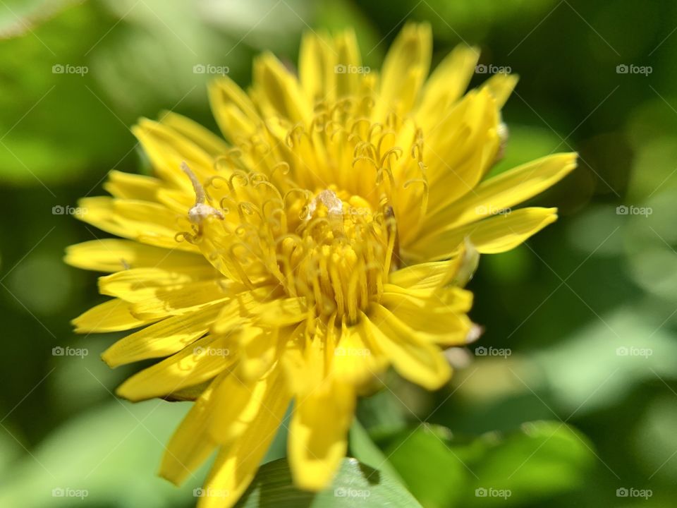 Beautiful flower blossoms of common dandelion with yellow petals in central park. Macro shot.