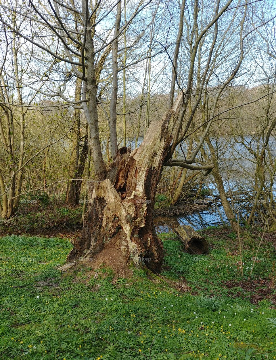 Baum Baumstupf Wiese gras Blumen see Frühling