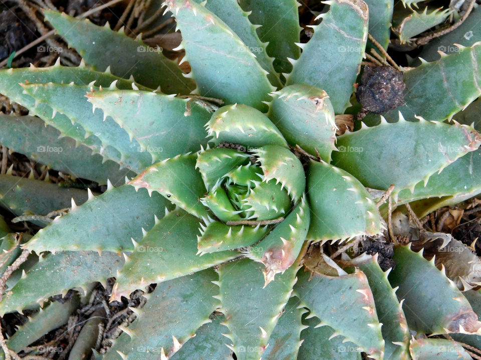 thorny plant