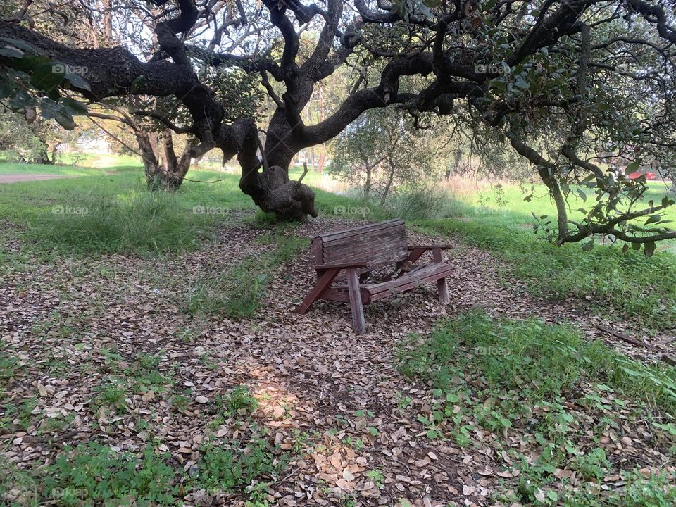 oak tree with old wood bench