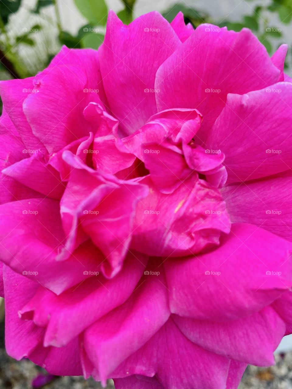 A hot pink rose, vibrant and soft, pretty and dainty. 