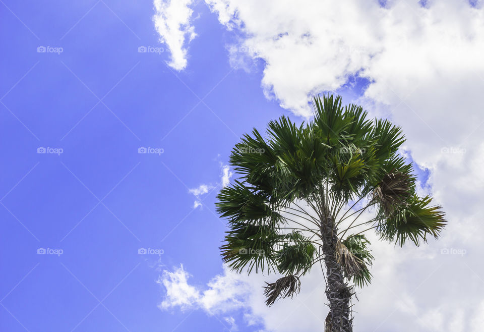 Green palm tree on blue sky background