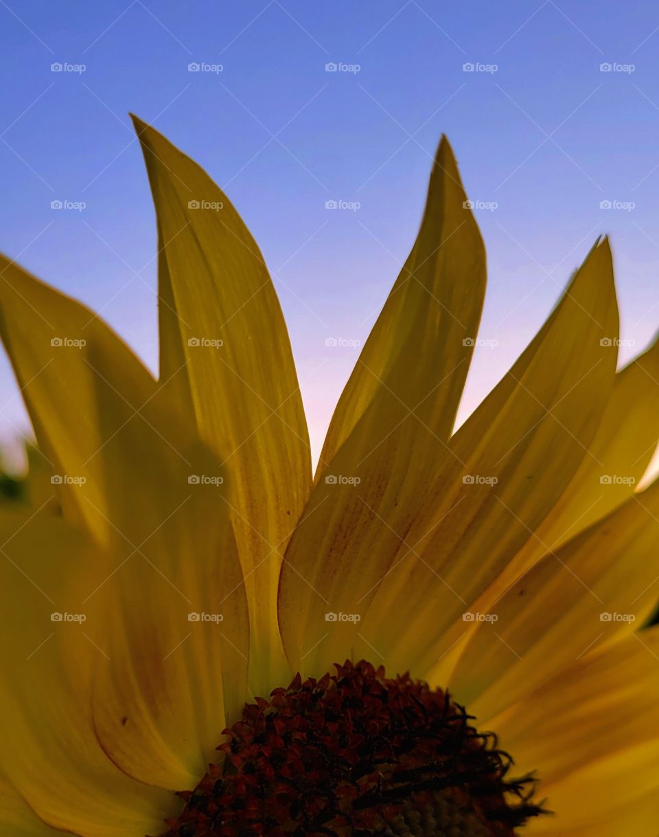 Blossoming Sunfloqervpetals at sunset