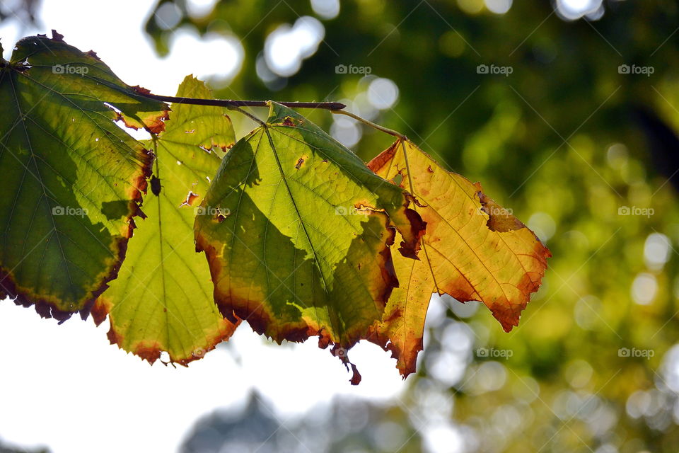 Autumn leafs