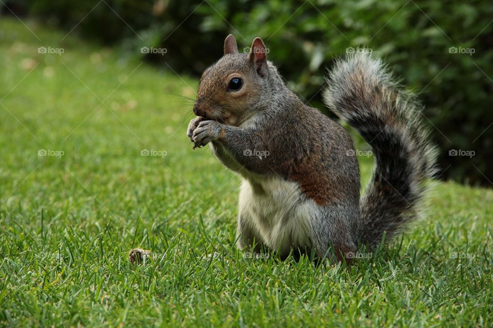 A squirrel eating a nut on a lawn in a park. It is a portrait of a wild animal. you can clearly see  the eyes and the fluffy tail.