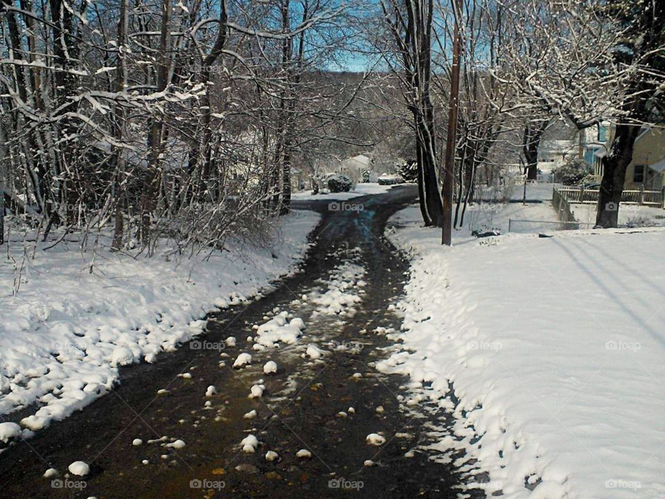 Pathway in the forest