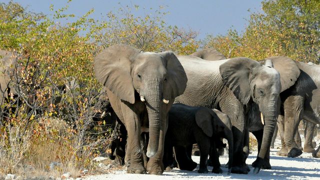 Elephant Herd Enjoying a Dusty Road