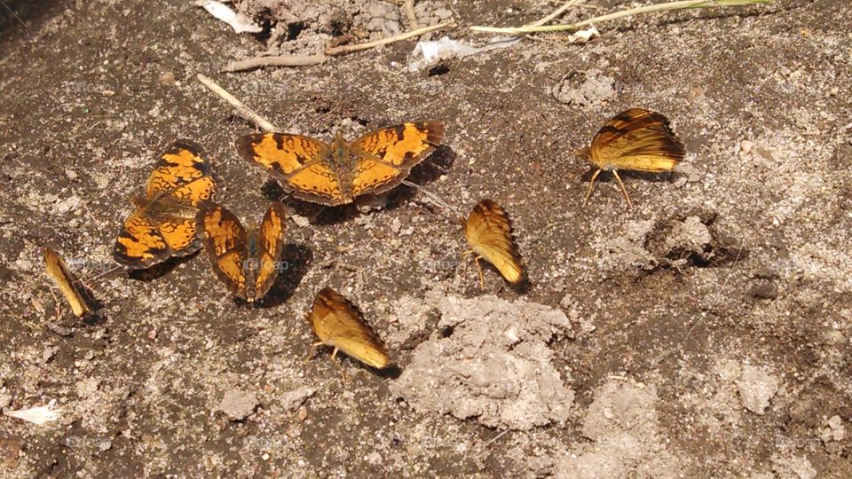 7 butterflies. I found these butterfly outside my front door one day.