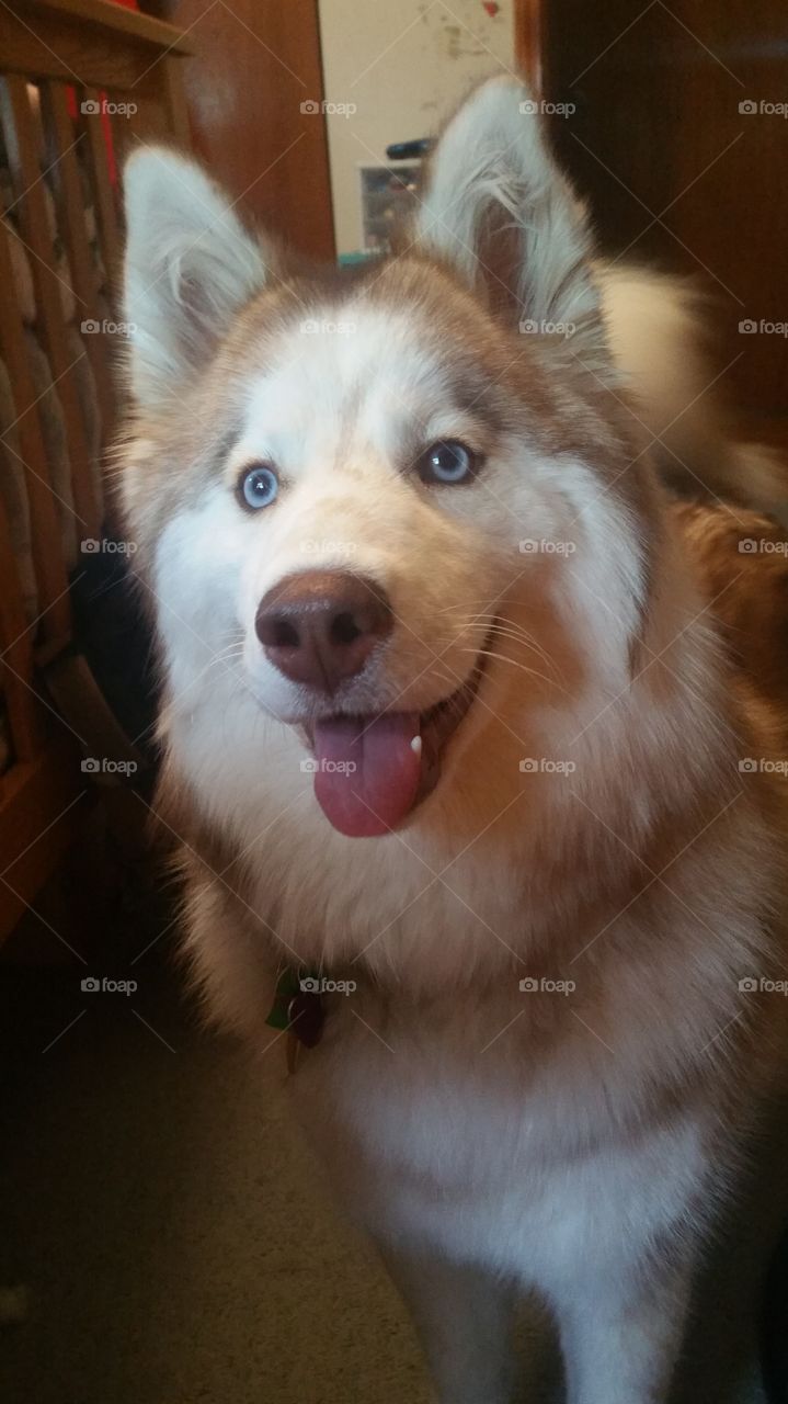 Skyla the Siberian Husky smiling big for the camera