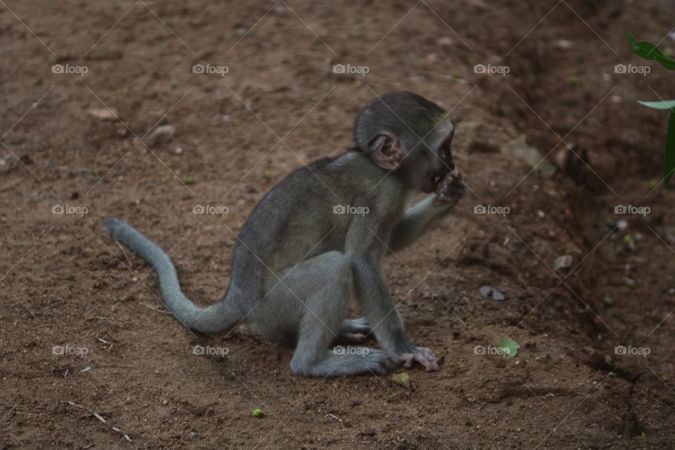Africa - Monkey