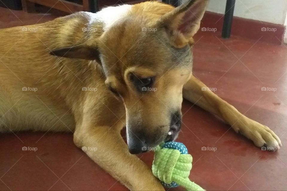 dog playing with toys