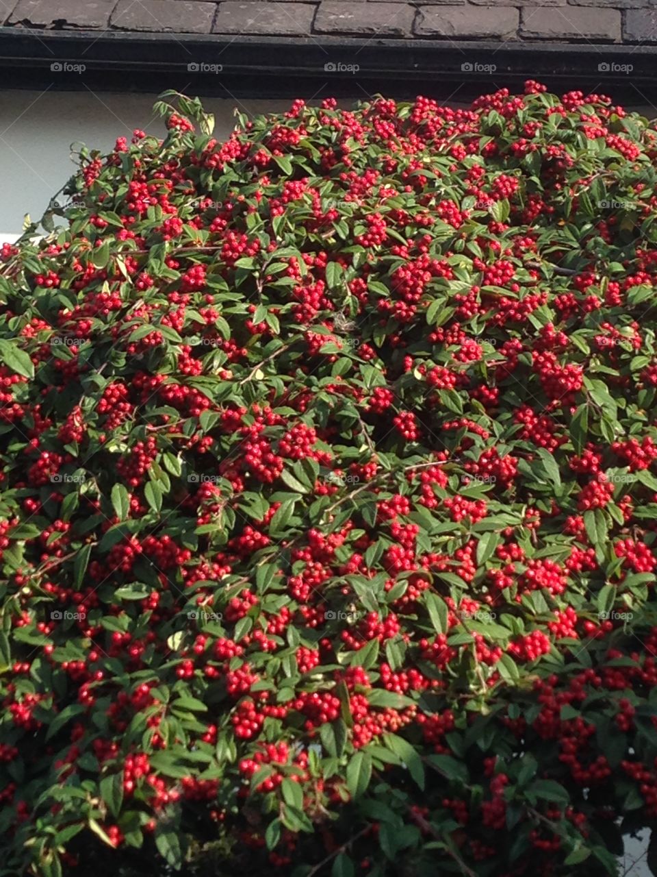 Too many berries to count. A bush outside a public house covered in beautiful red berries