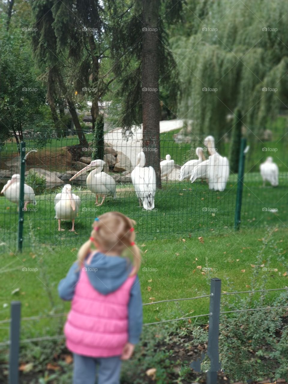 Little girl look at the pelicans