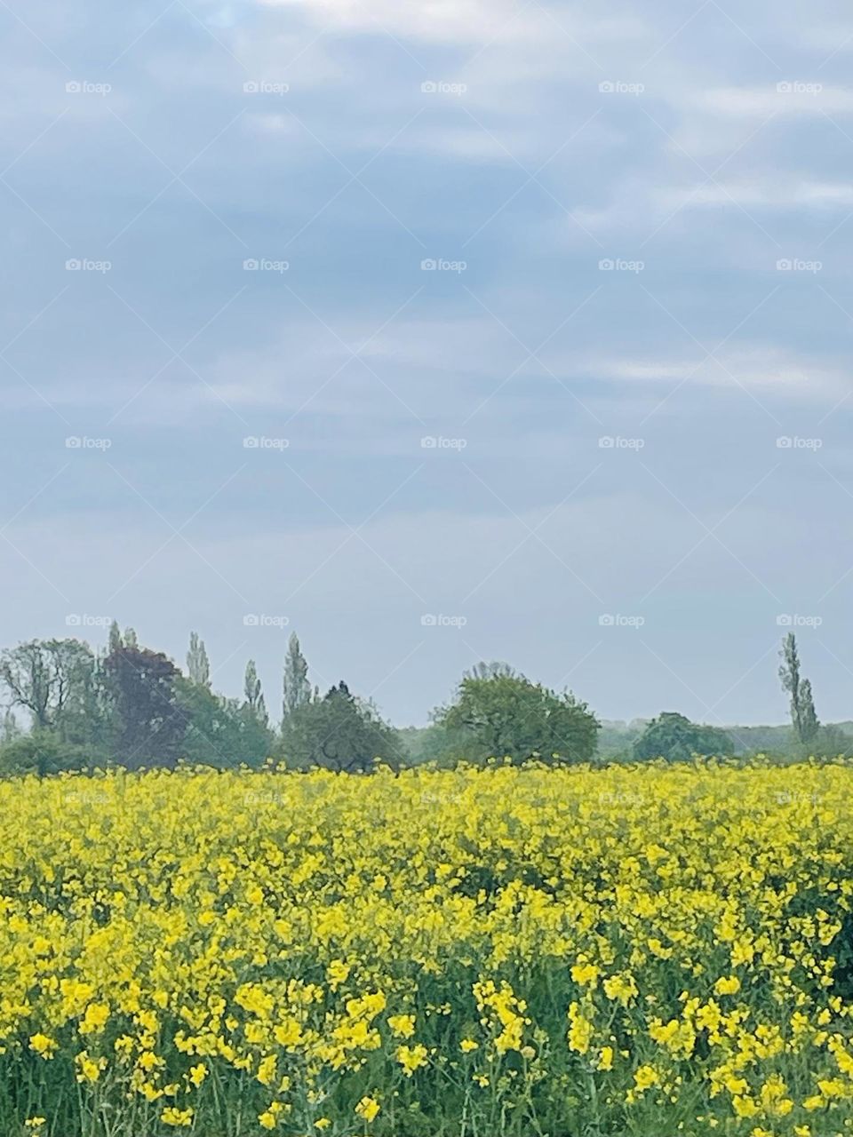 A field in all its glory 