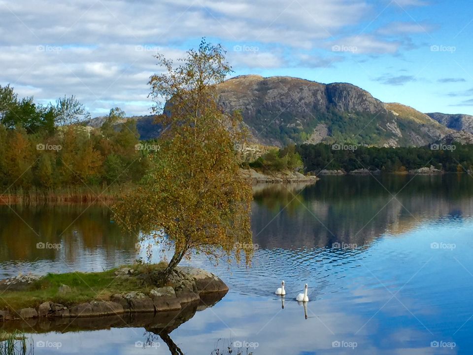 Birds swimming in lake