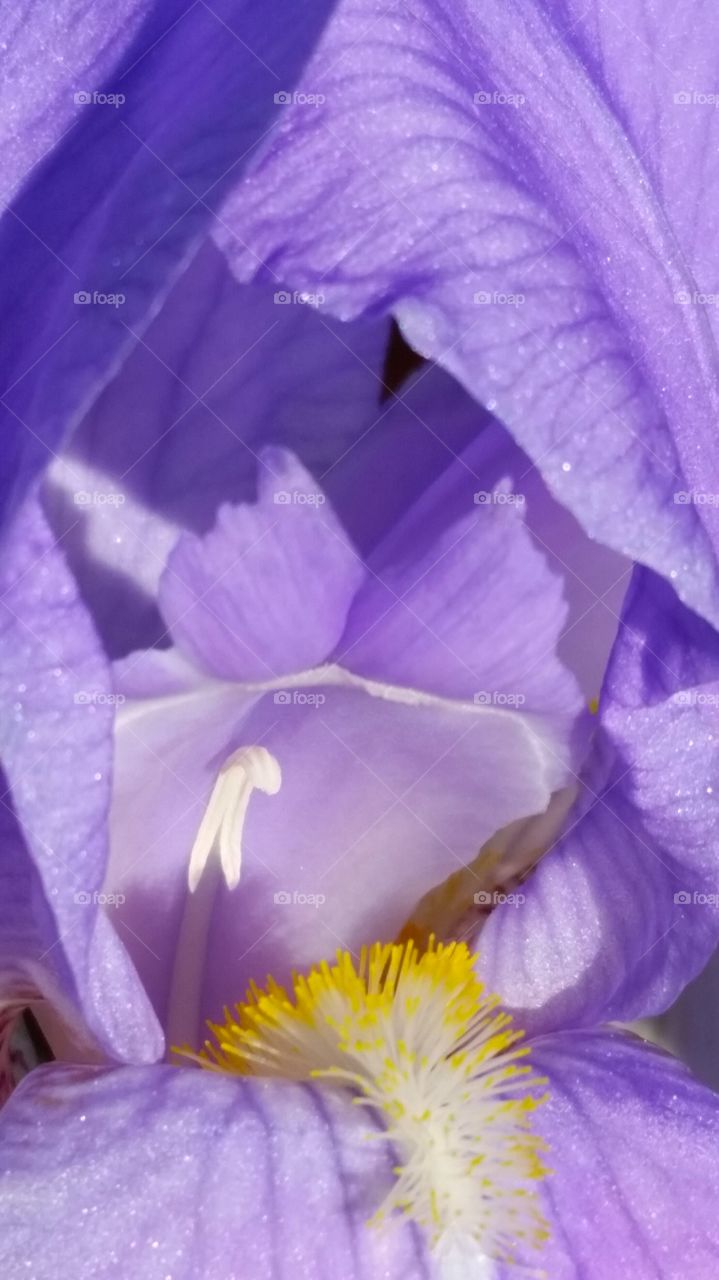Inside the Iris