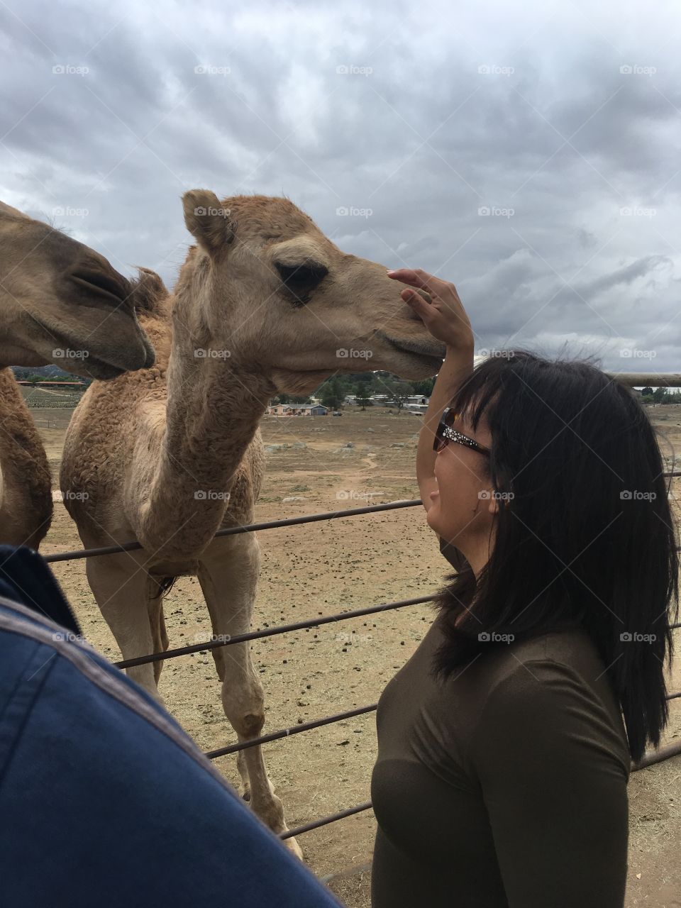 Camel, Mammal, People, Desert, Two