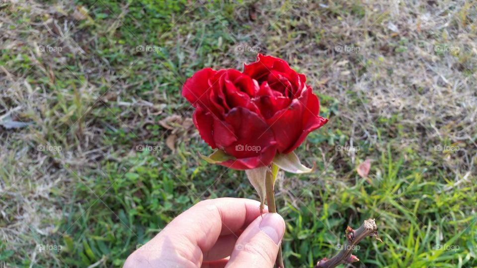 Beautiful Rose Red 😍