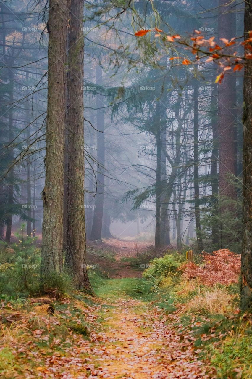 mystical autumn forest