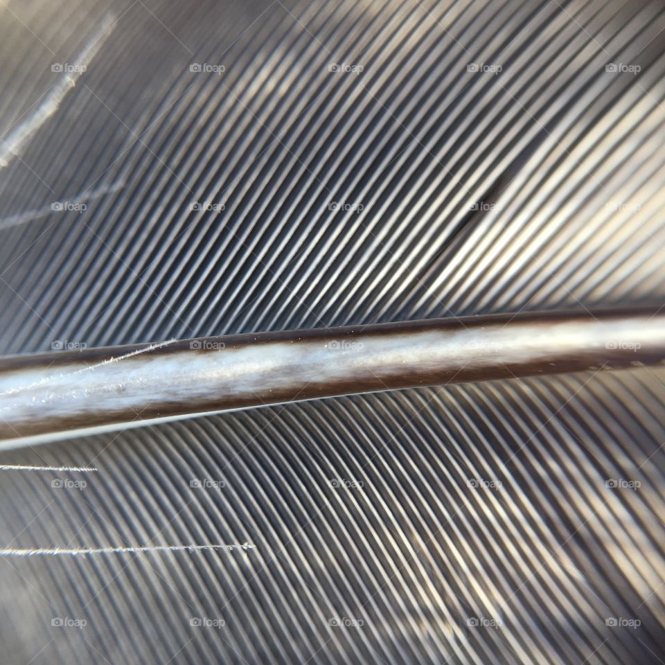 Feather closeup