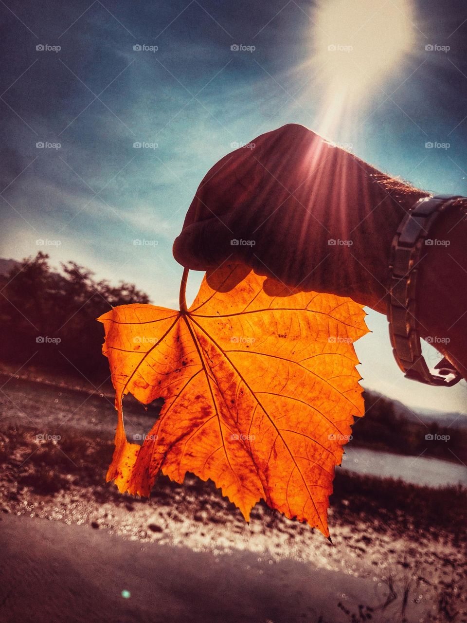 a human hand holds a large yellow leaf against the setting sun