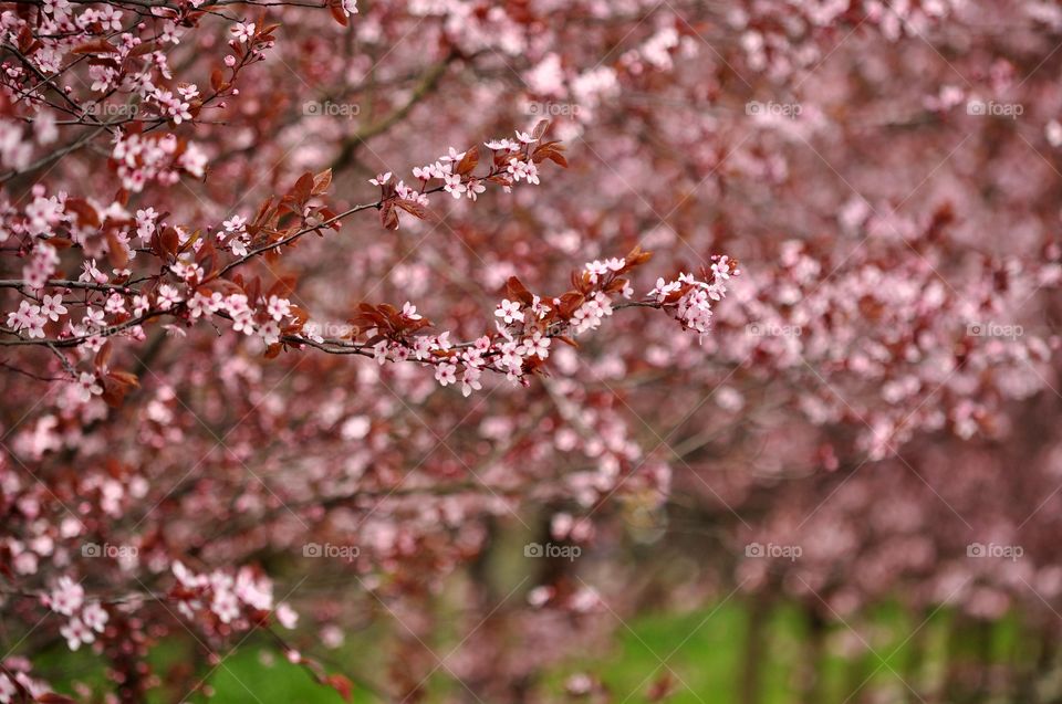 Cherry, Tree, Flower, Season, Nature