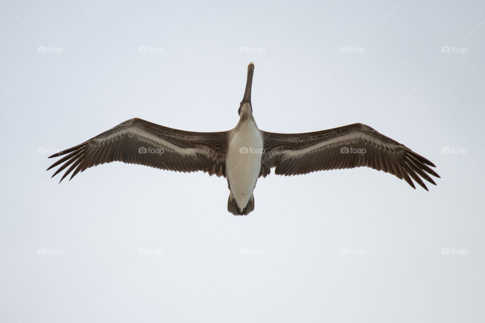 Flight of a huge pelican, view from below. Big wings and beak