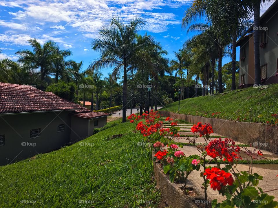 Flower plants at tourist resort