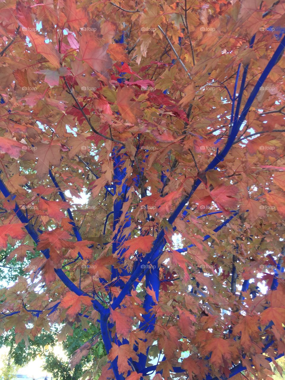 Blue tree, red leaves