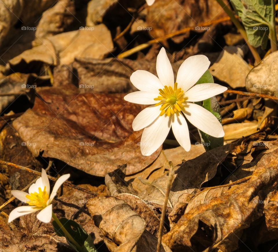 flower