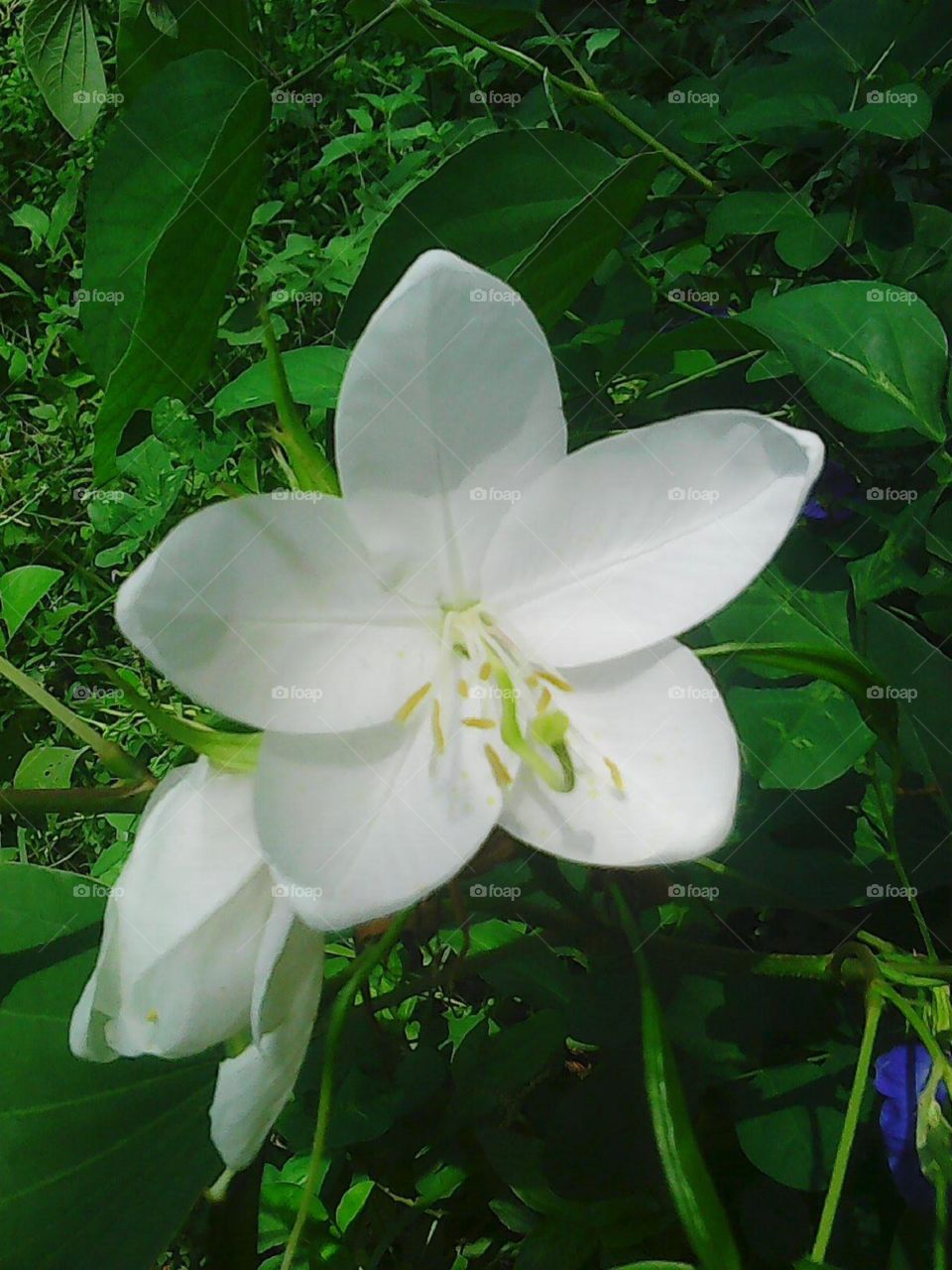 WHITE FLOWER