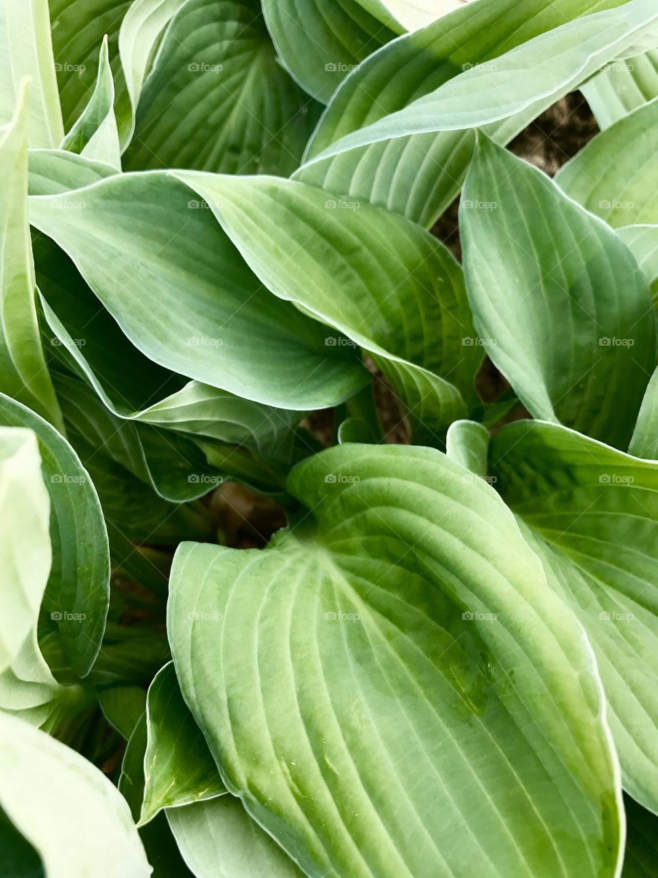 green leaves pattern 