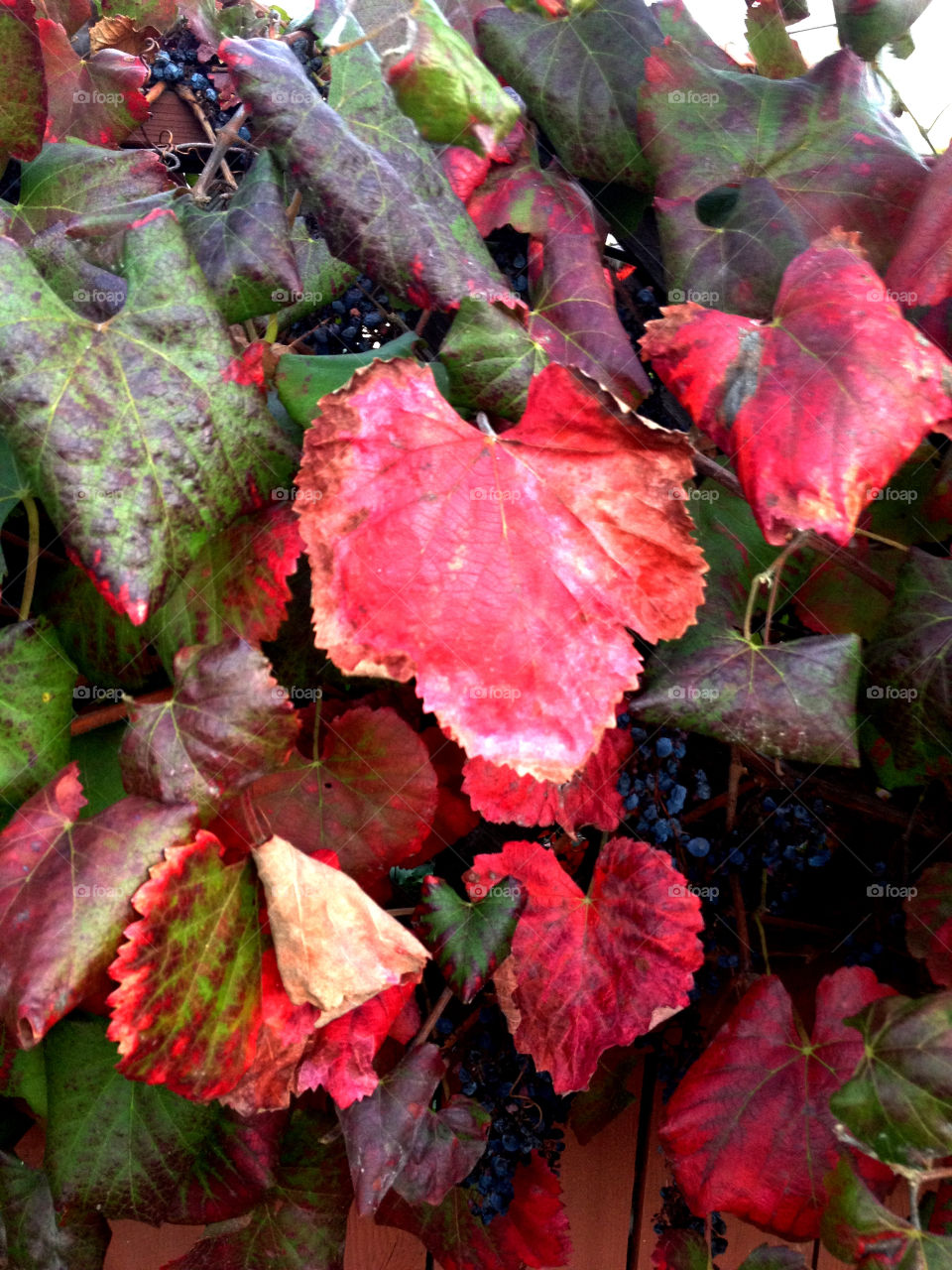 fall autumn grapes mission5 by emmanuelgr