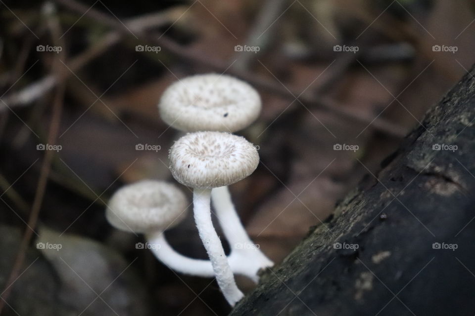 forest mushroom