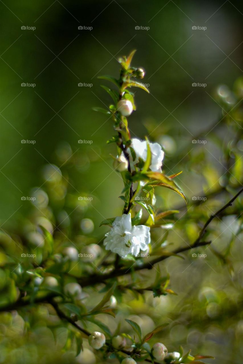 Beautiful white flowers in a spring sunny day 