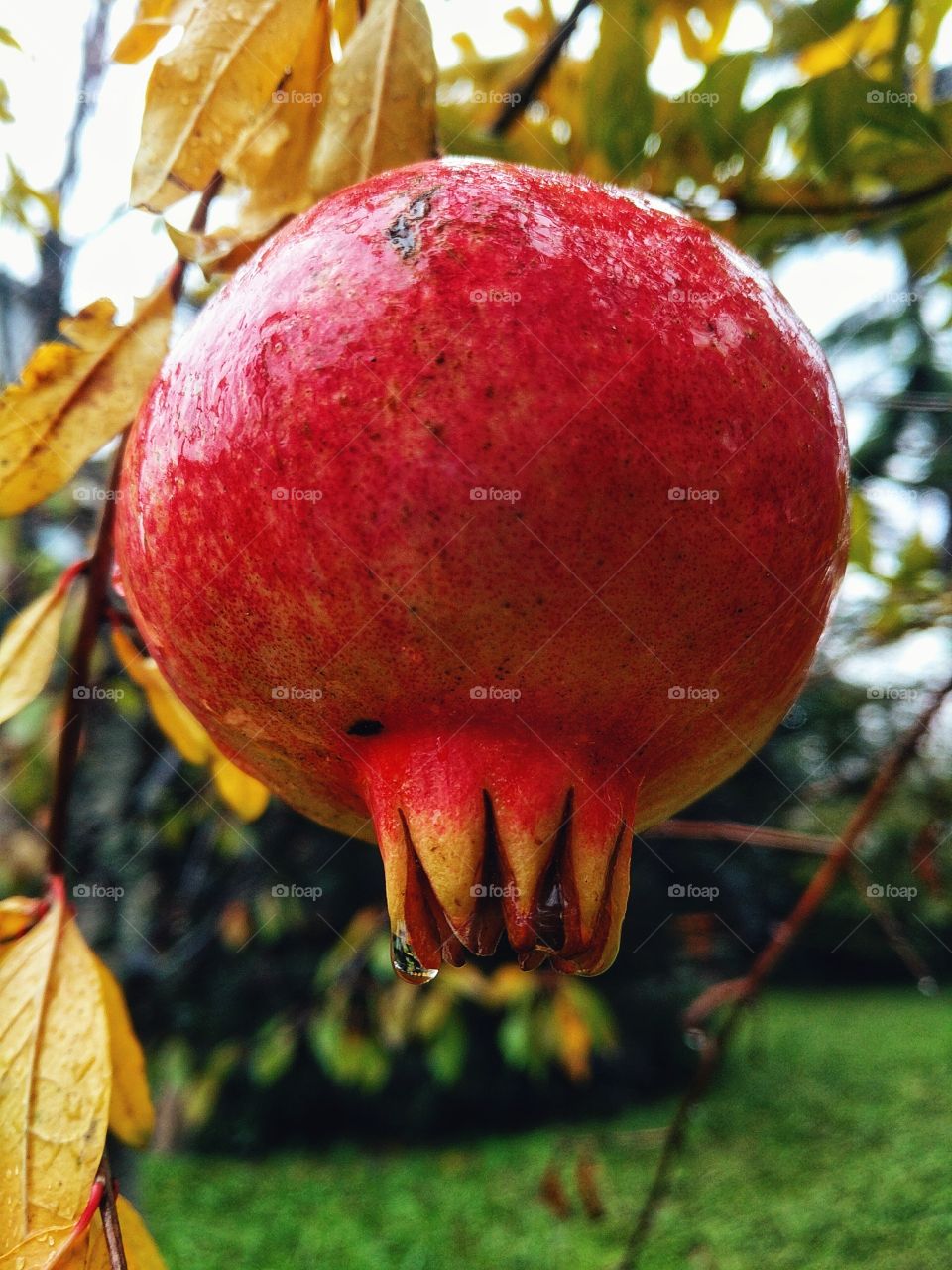 Red pomegranate tree and branch close up. Autumn season of harvest. Agriculture industry. Product. Garden.