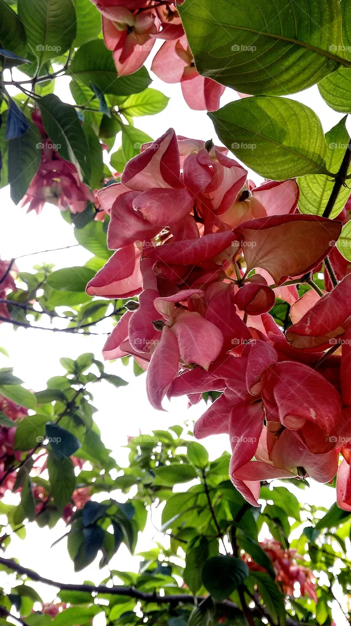 flower