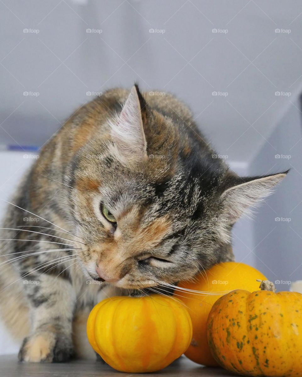 Cat and pumpkins