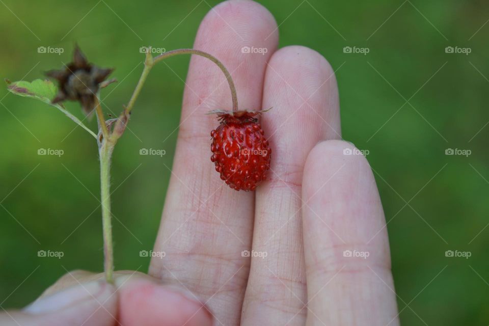 strawberry in the hand close up nature lovers