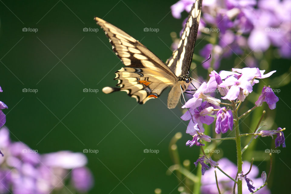 Yellow butterfly on purple flower