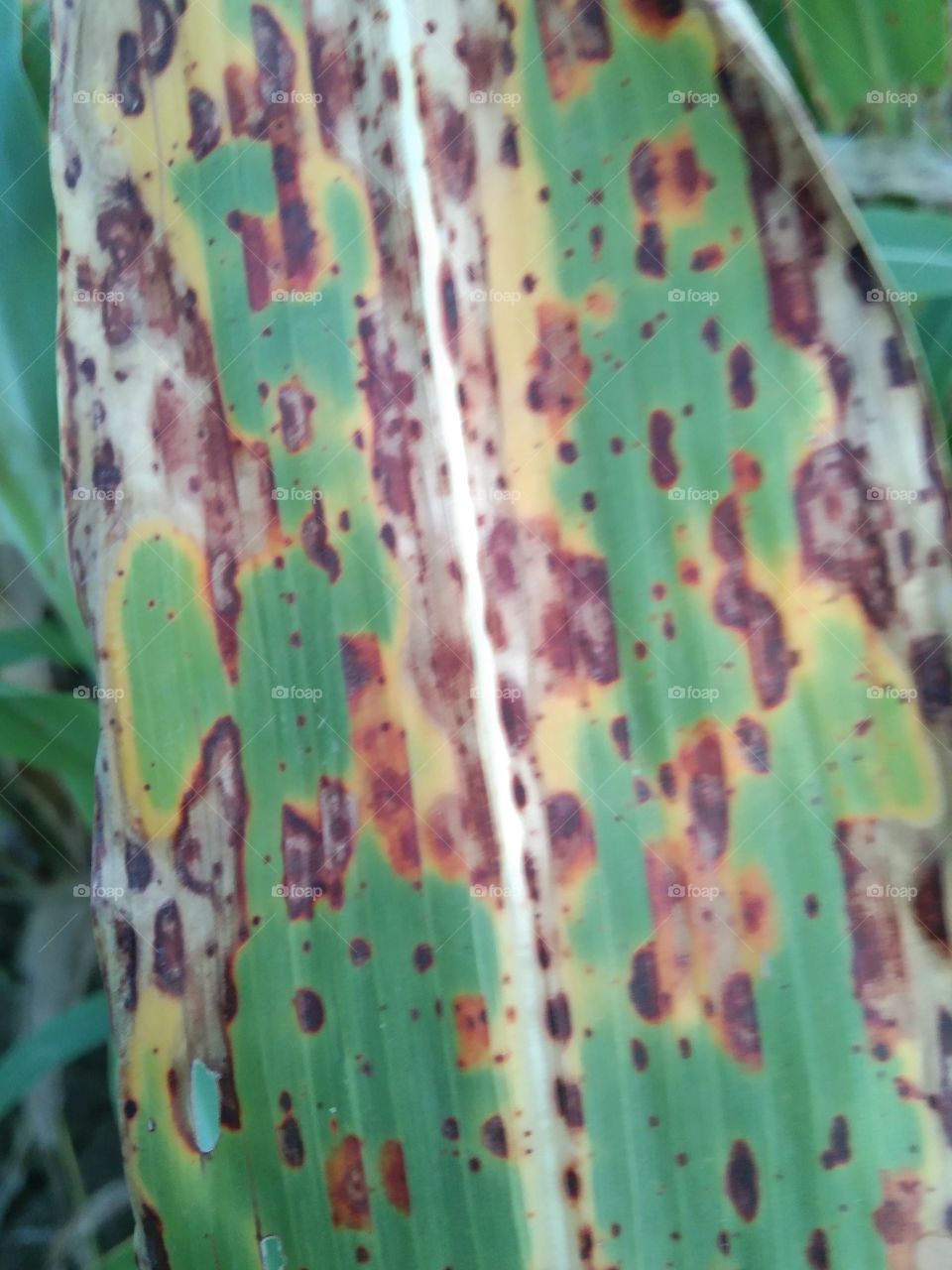 Red Rust in sorghum