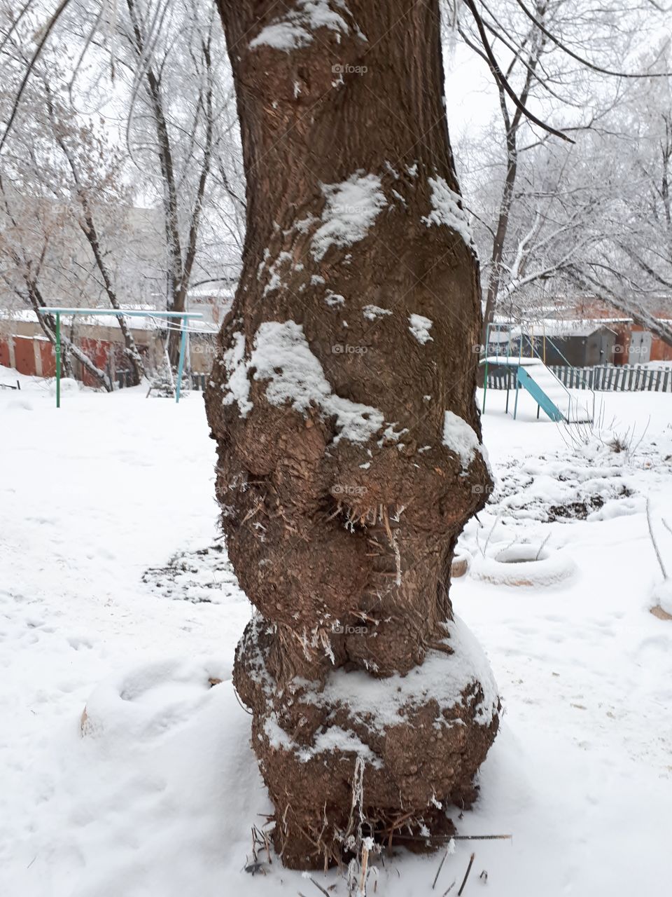 Tree trunk in winter