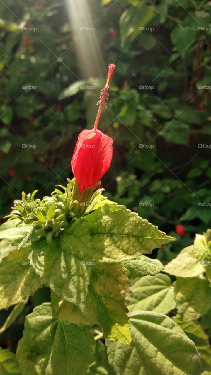 A blessed flower in a spring day