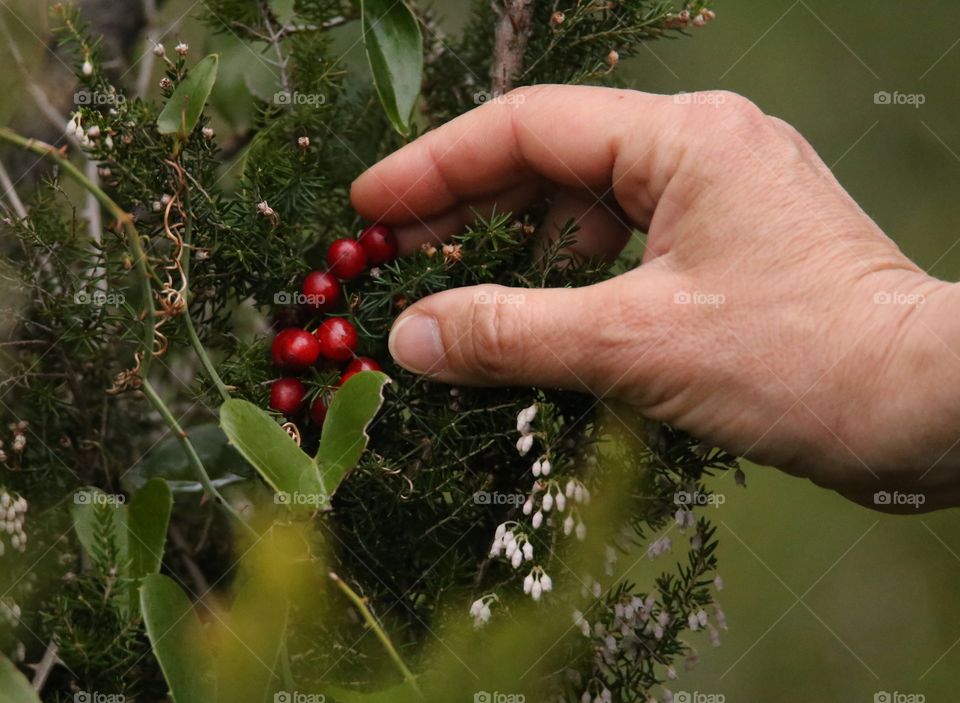 Ribes 