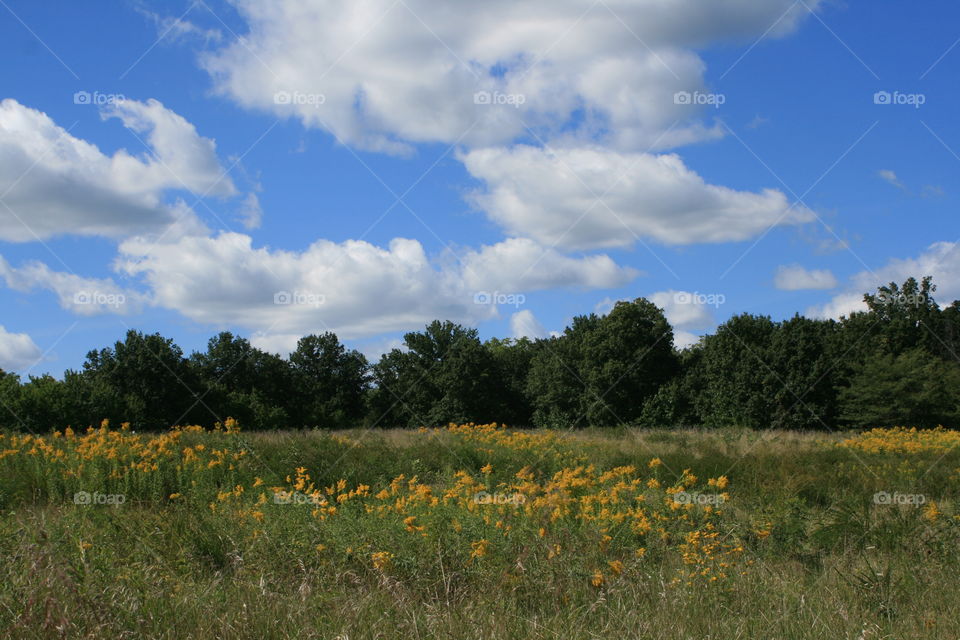 Landscape View