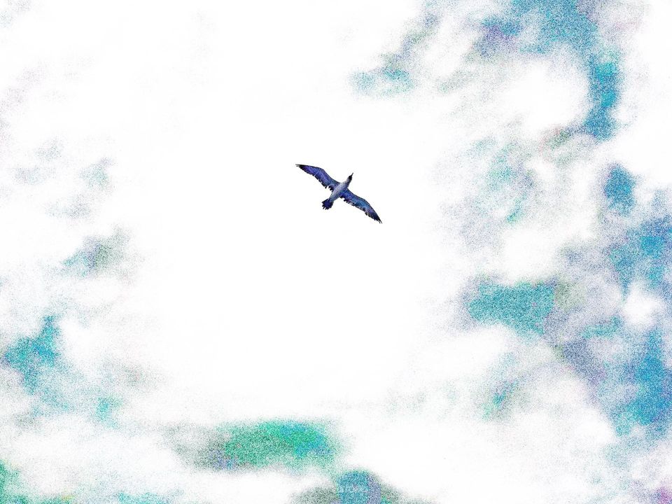 seagull flying overhead