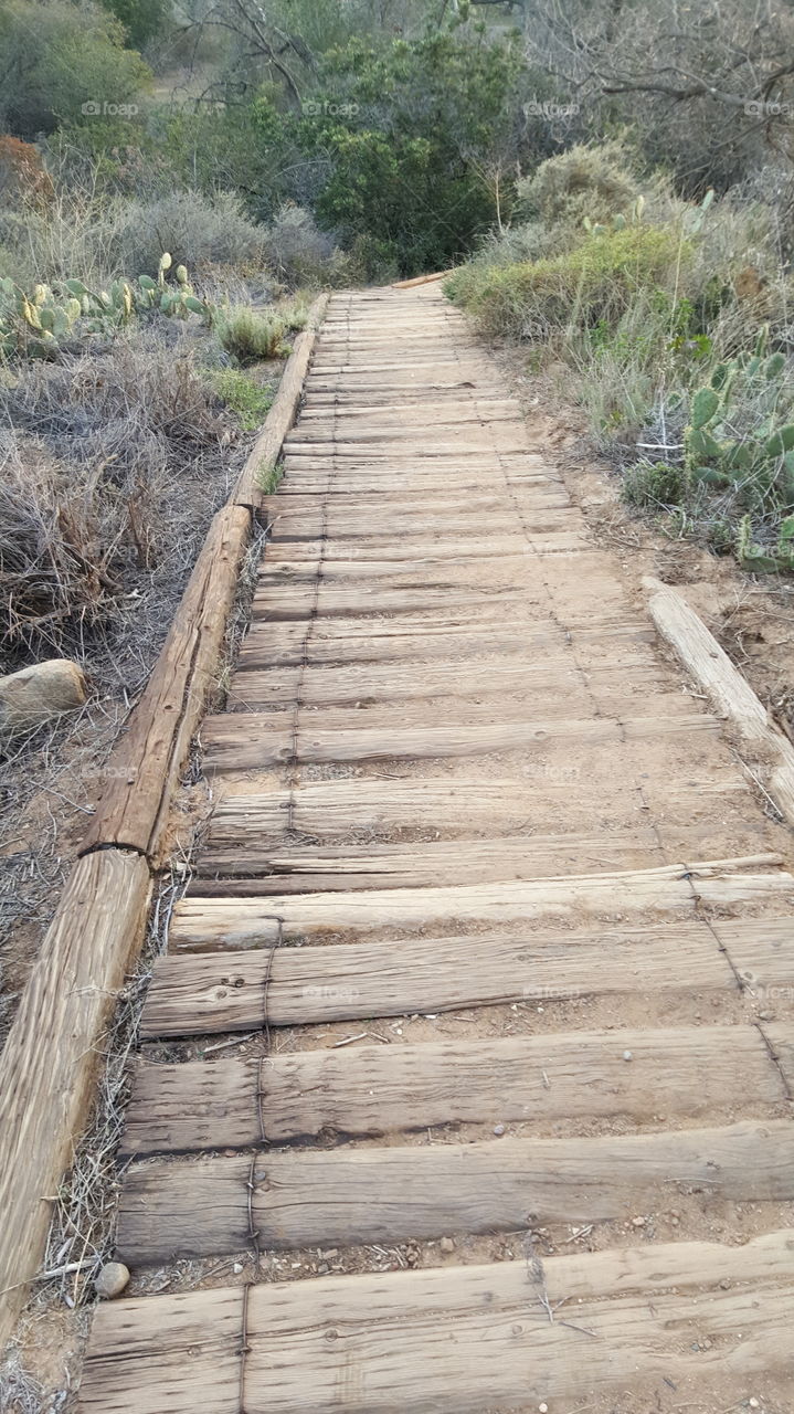 Wood Walkway